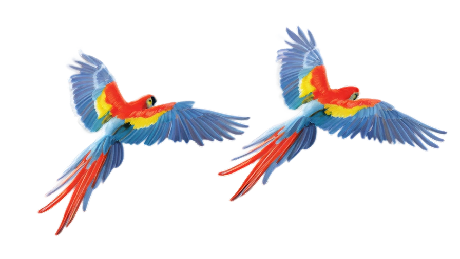 colorful-birds
